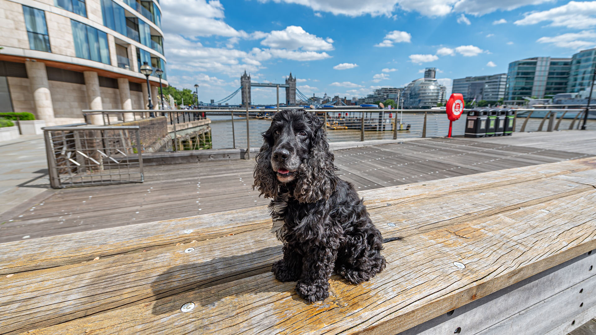 Dog Friendly Hotel in London | Pet Friendly | Cheval Collection