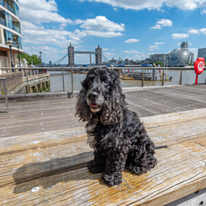 Pet Pampering - Cheval Three Quays