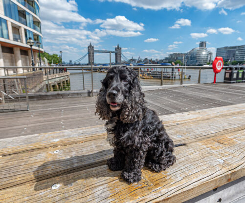 Dog Friendly London