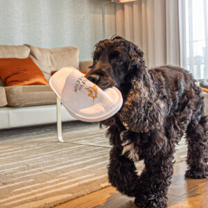 Pet Pampering - Cheval Three Quays
