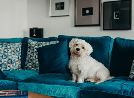 Pet Friendly - Cheval The Edinburgh Grand ©brianamoore