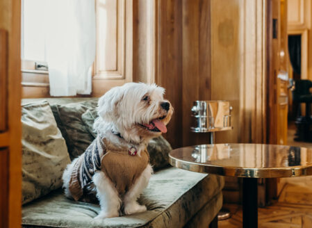 Pet Friendly - Cheval The Edinburgh Grand ©brianamoore