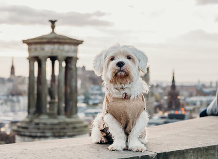 Pet Friendly - Edinburgh ©brianamoore