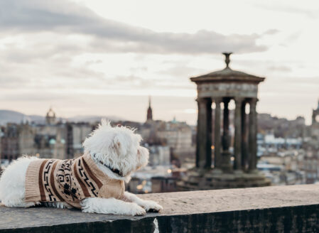 Pet Friendly - Edinburgh ©brianamoore