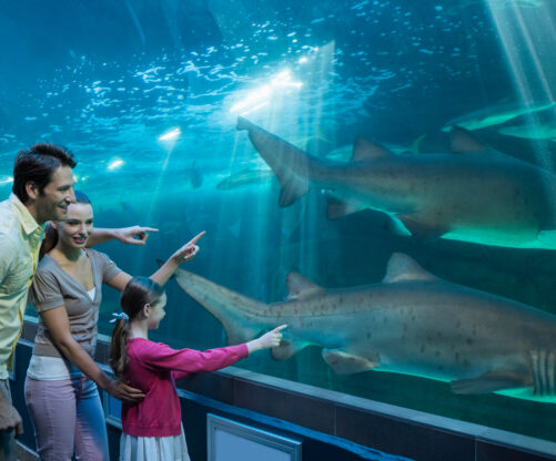 Dubai Aquarium & Underwater Zoo